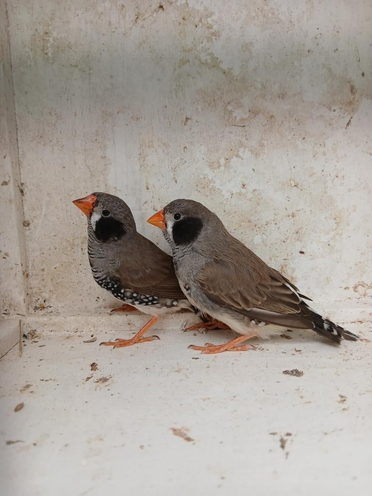 2 jonge zwartwang zebravink mannen, Mannelijk, Tropenvogel