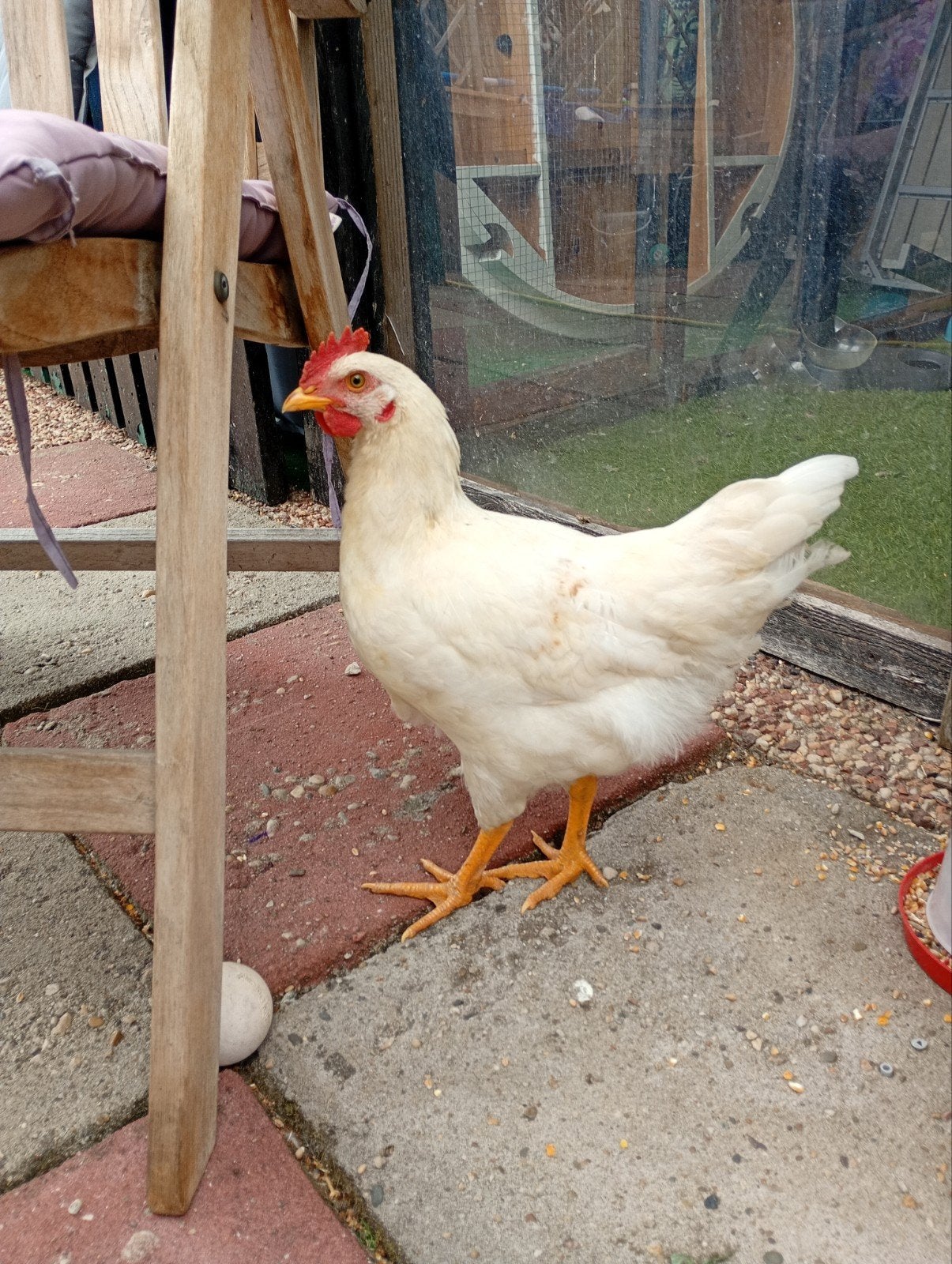 Haan zoekt huisje, Dieren en Toebehoren, Pluimvee, Mannelijk, Kip