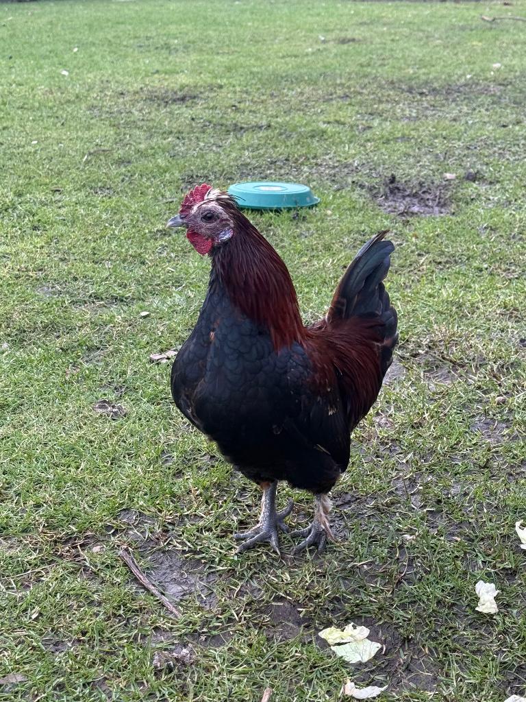 Super lief haantje, Dieren en Toebehoren, Mannelijk, Kip