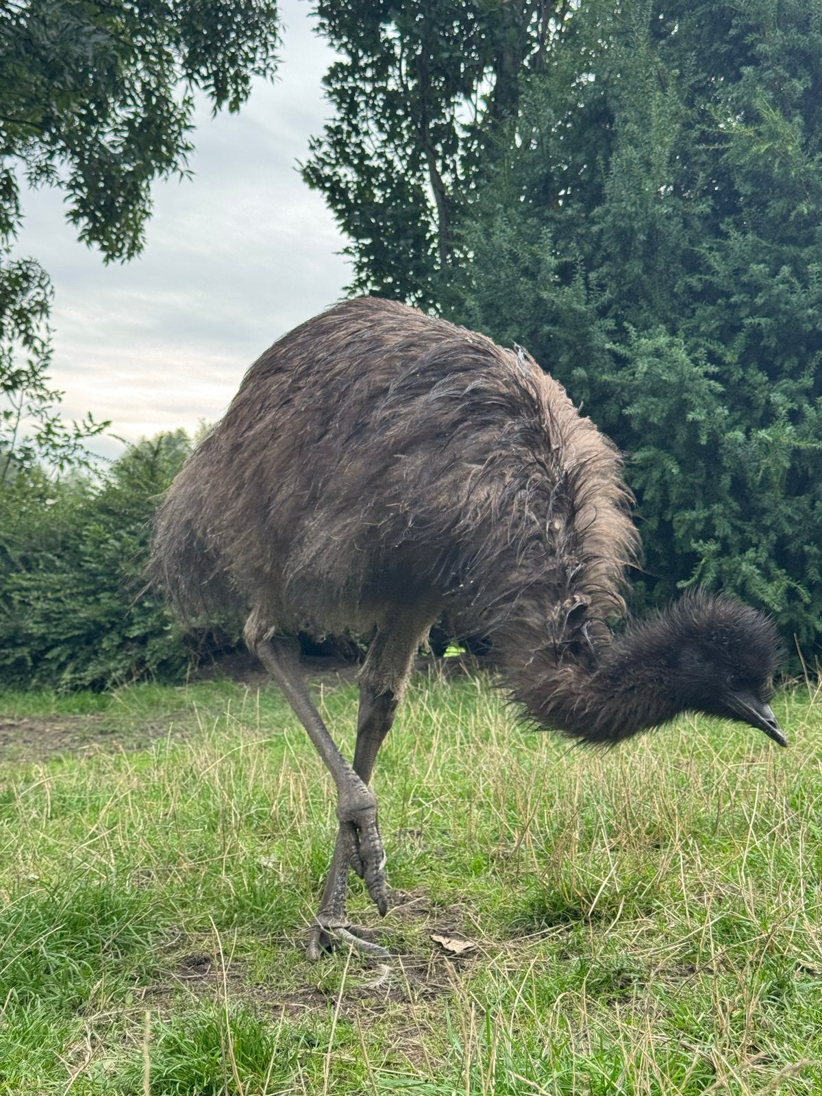 Beroemde Emoe, Dieren en Toebehoren, Geslacht onbekend, Overige soorten