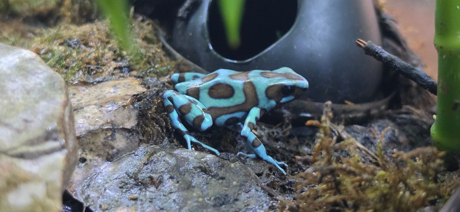 auratus birkhahn, 0 tot 2 jaar