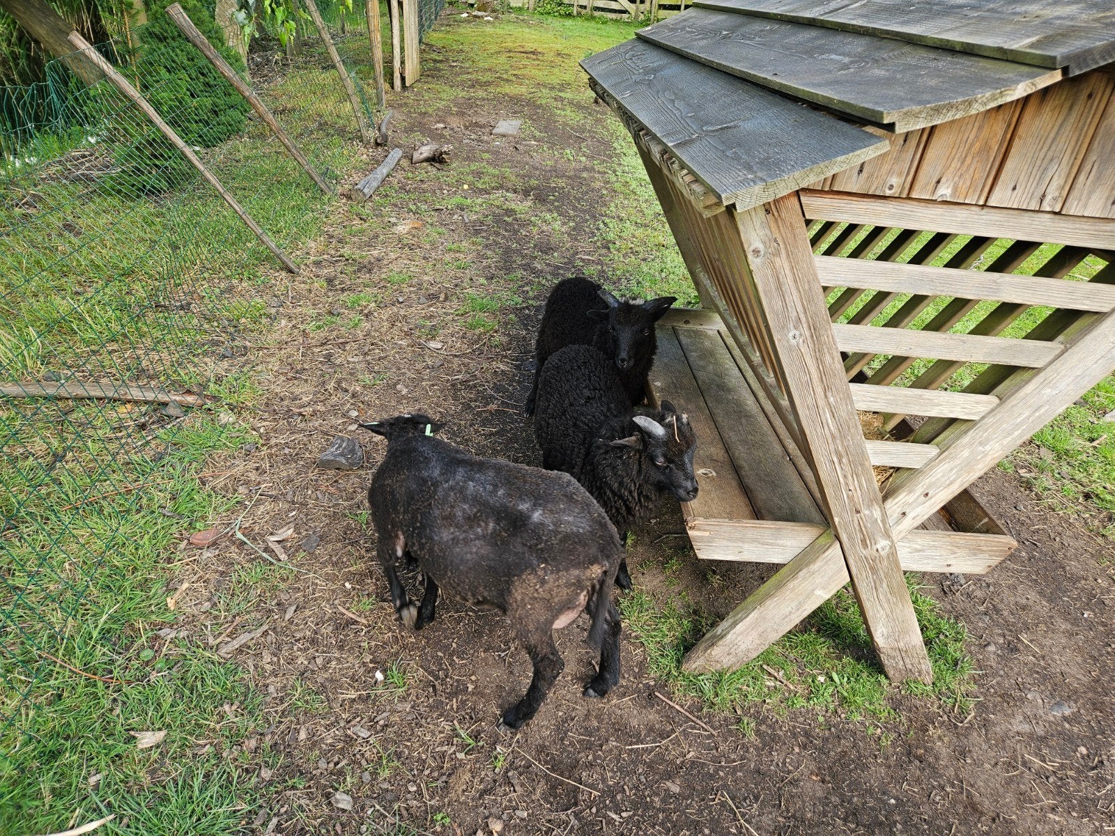 Ouessant ram jong, Dieren en Toebehoren, Schapen, Geiten en Varkens, Mannelijk, Schaap