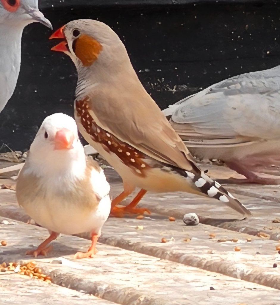 Zebravinken, Meerdere dieren, Tropenvogel