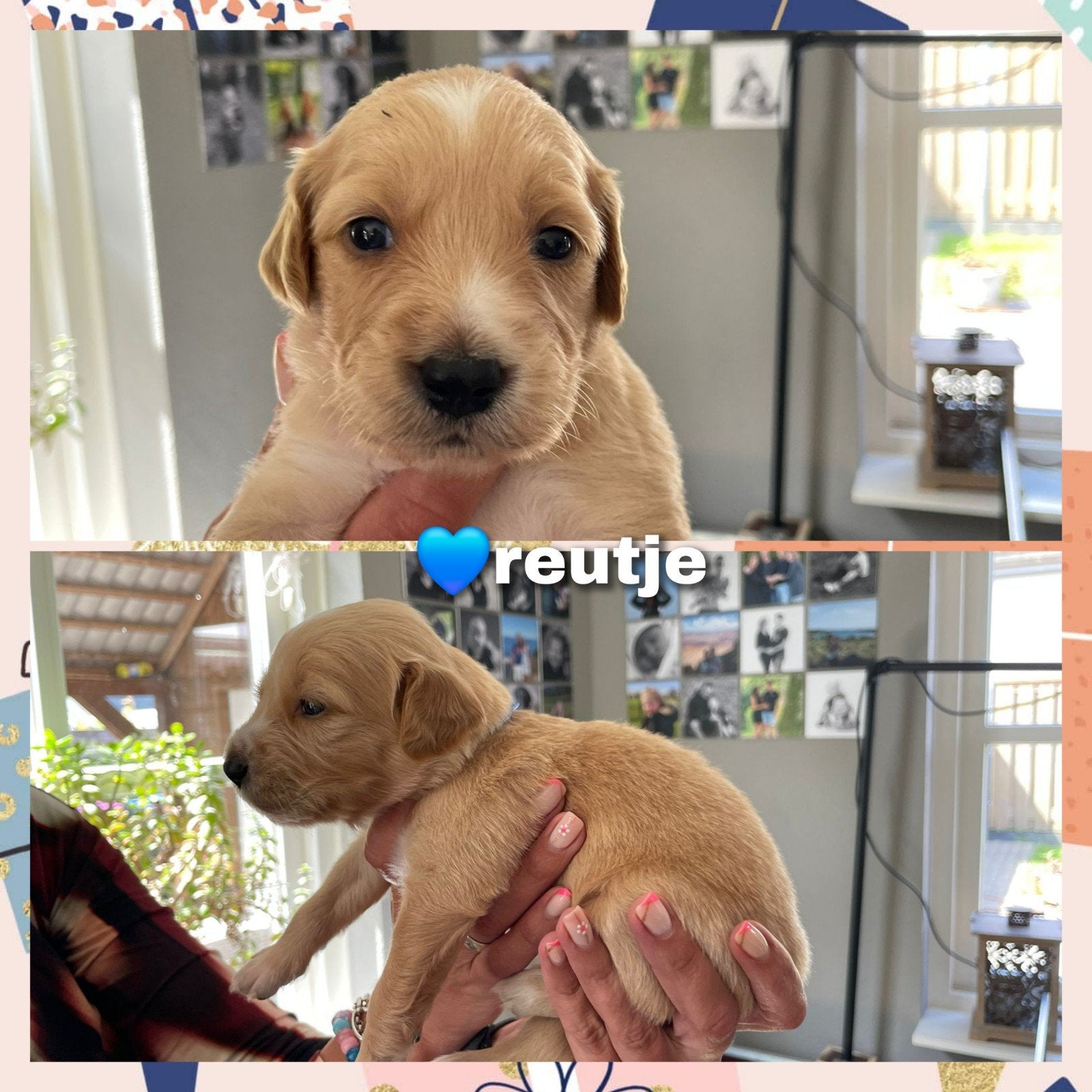 Prachtige Cocker Spaniel x Golden Retriever pups te koop, Dieren en Toebehoren, Golden retriever, Parvo, 8 tot 15 weken, Meerdere