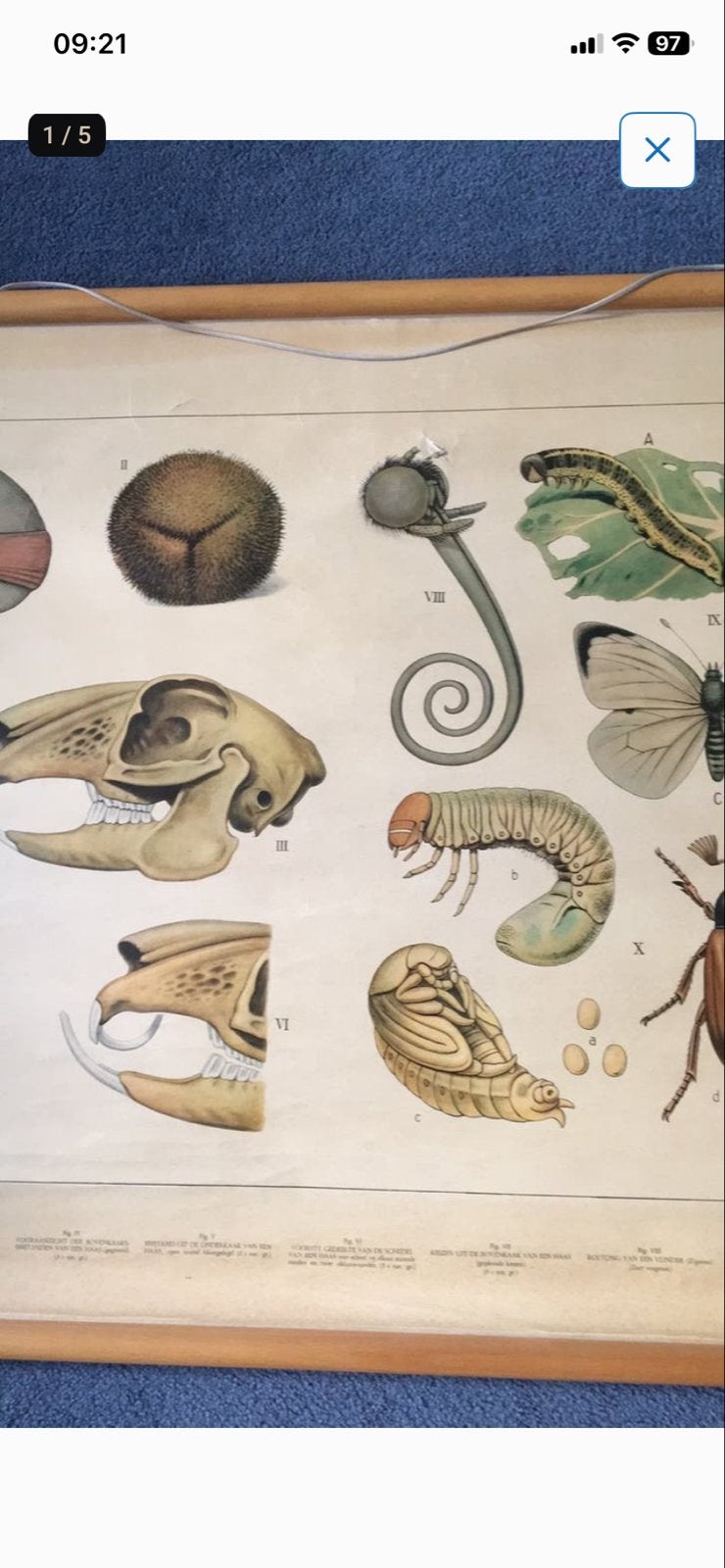 Vintage Schoolplaat Natuur en Biologie - Dieren in het Duin, Antiek en Kunst, Ophalen, Natuur en Biologie