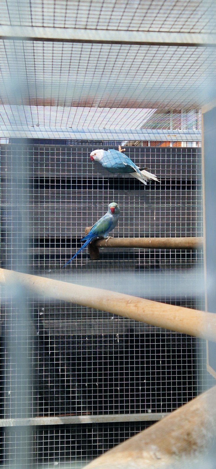Koppel halsbandparkieten Moeten weg!!! koopje!!!, Dieren en Toebehoren, Vogels | Parkieten en Papegaaien, Meerdere dieren, Parkiet