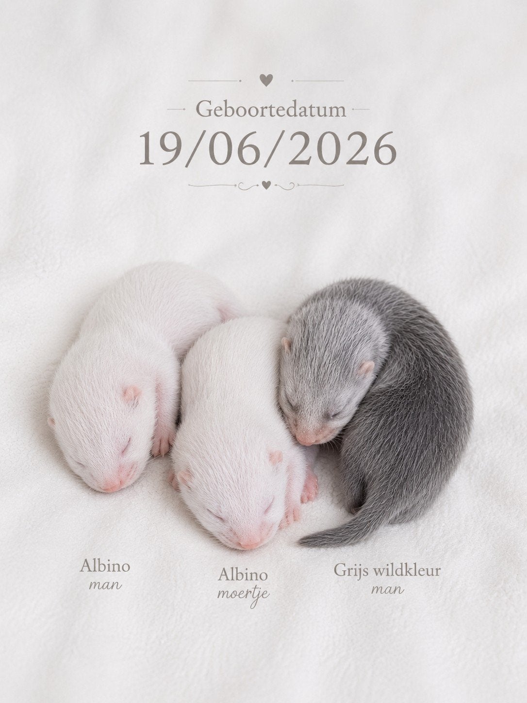 Liefdevol opgevoede frettenpups beschikbaar  BE Bilzen, Dieren en Toebehoren, Fret, Juni, Meerdere dieren, Tam