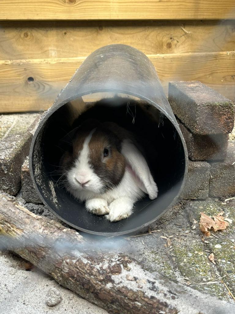 Lief konijn 2 jaar ram, Dieren en Toebehoren, Mannelijk