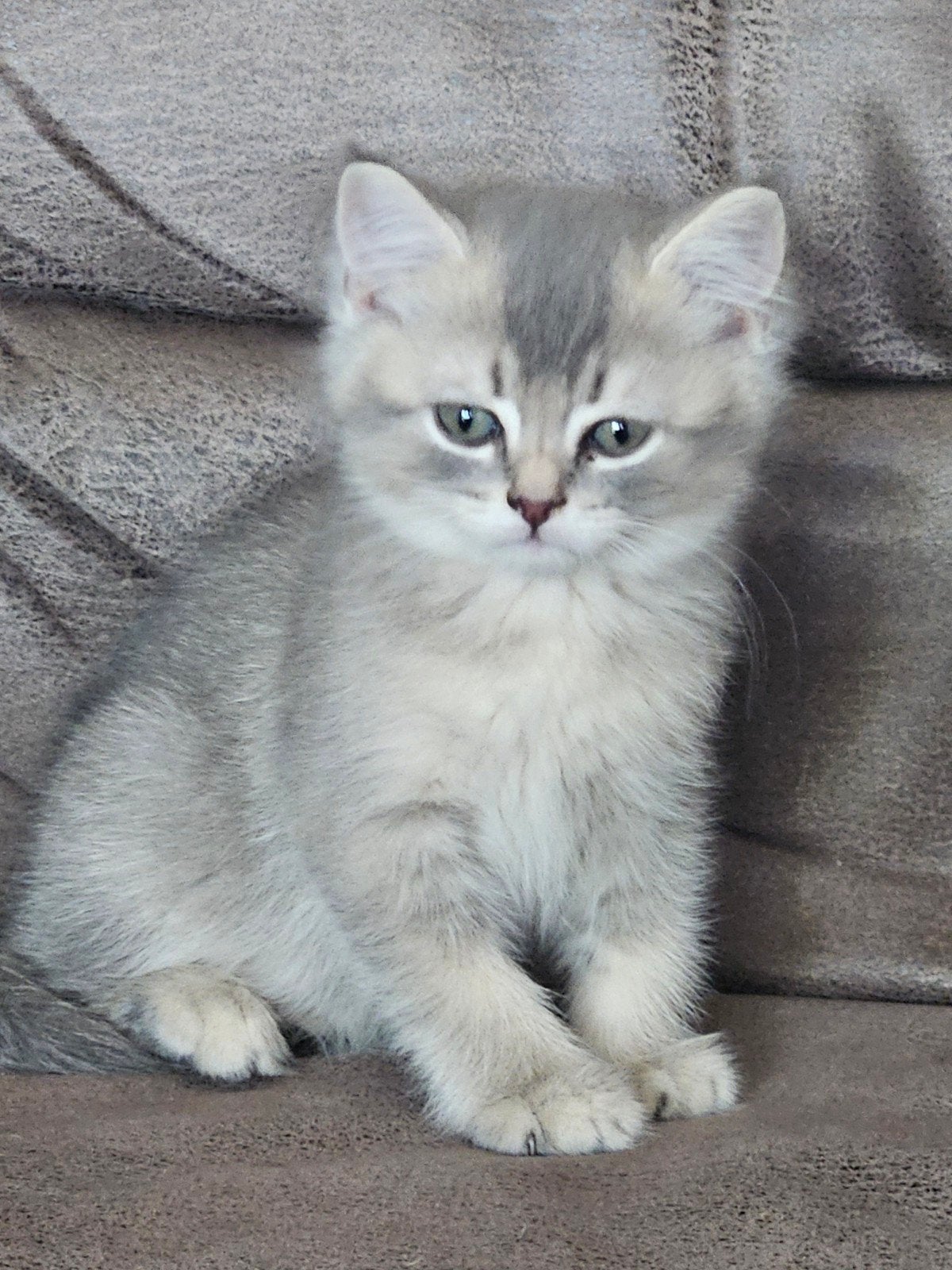britse korthaar kittens, Dieren en Toebehoren, Katten en Kittens | Raskatten | Korthaar