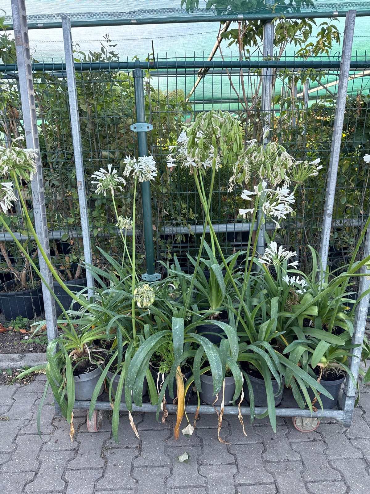 Agapanthus Triomfator wit en blauw 1+1 gratis, Volle zon, Vaste plant, Zomer, Ophalen