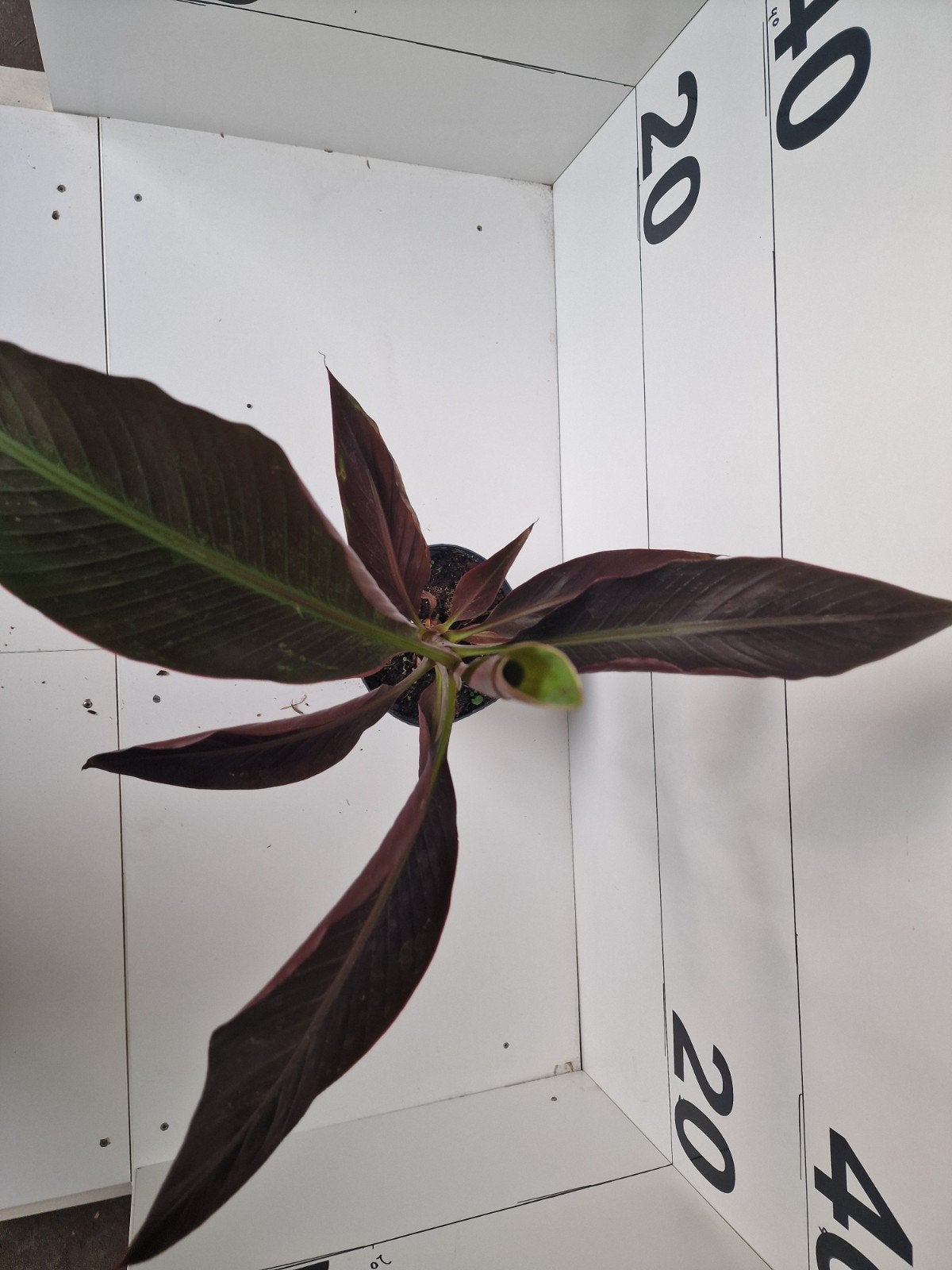 Musa Super Black - Exotische Bananenplant, Ophalen of Verzenden, Bloeit niet, Overige soorten, Volle zon