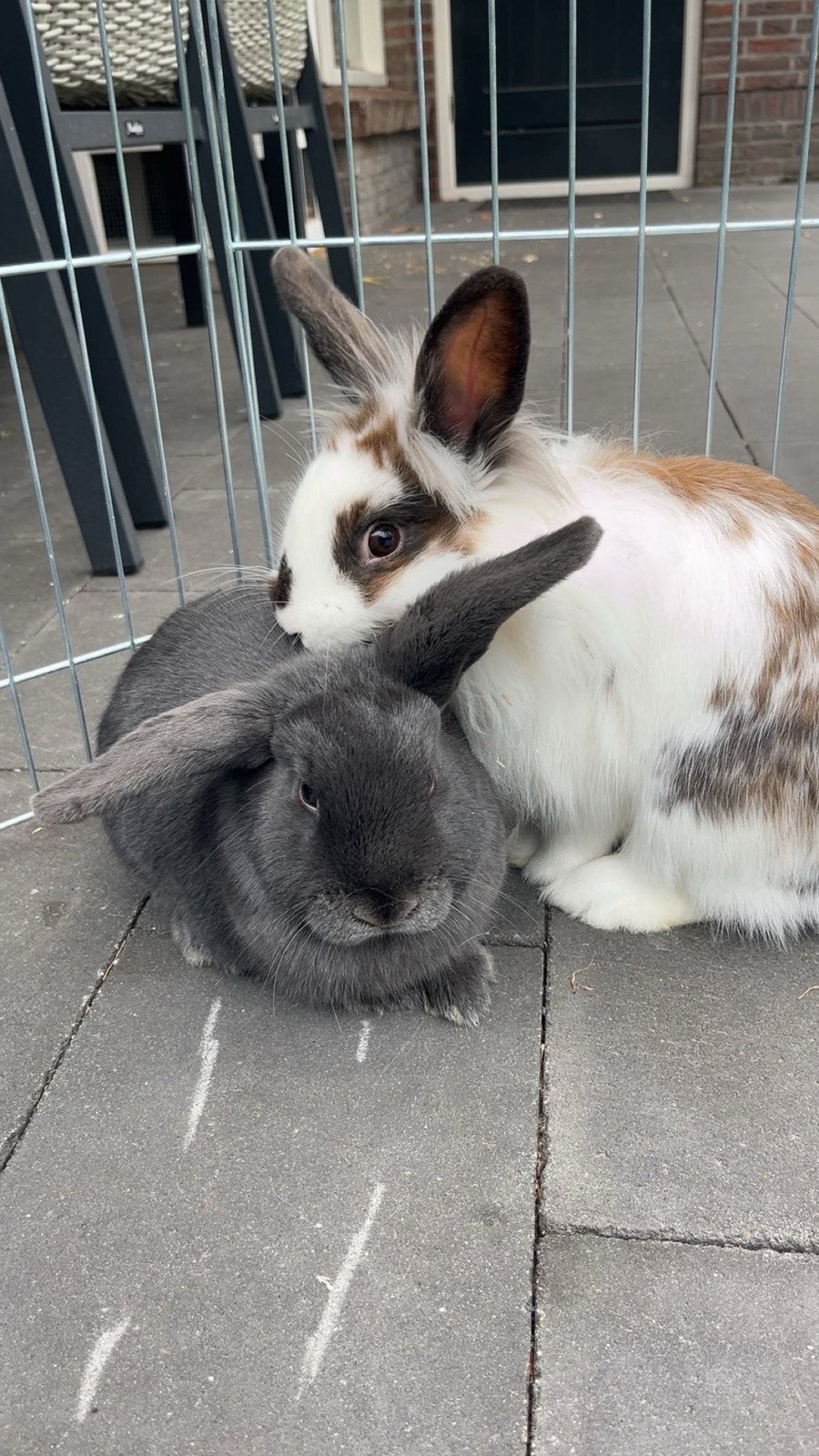 Konijnen Jaap&Lilly, Meerdere dieren, Klein, 0 tot 2 jaar