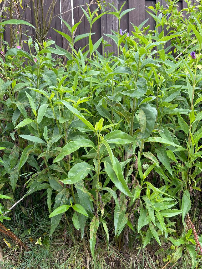 Vaste zonnebloemen, vaste plant, Tuin en Terras, Planten | Tuinplanten, Vaste plant, Halfschaduw, Herfst, Ophalen