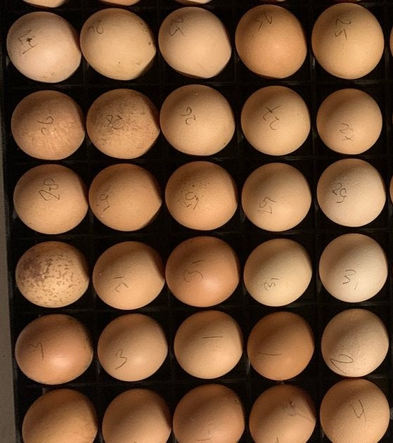Broedeieren Isa Brown legkippen, Geslacht onbekend, Kip