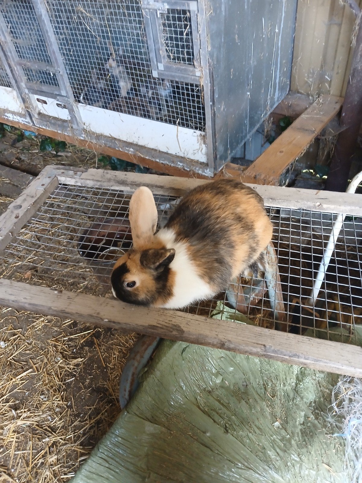 konijn, Dieren en Toebehoren, Vrouwelijk, Klein, 0 tot 2 jaar
