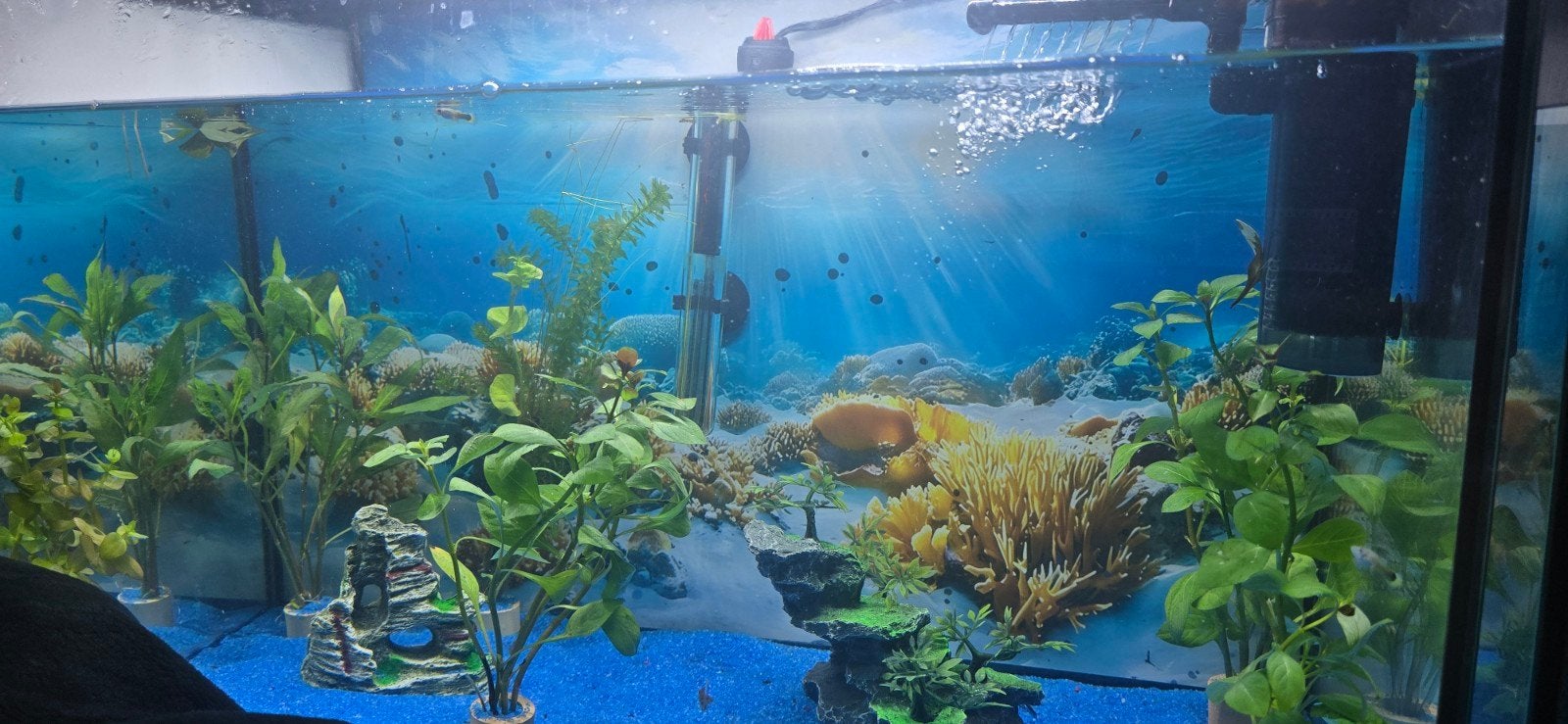 Guppies gezocht, Vis