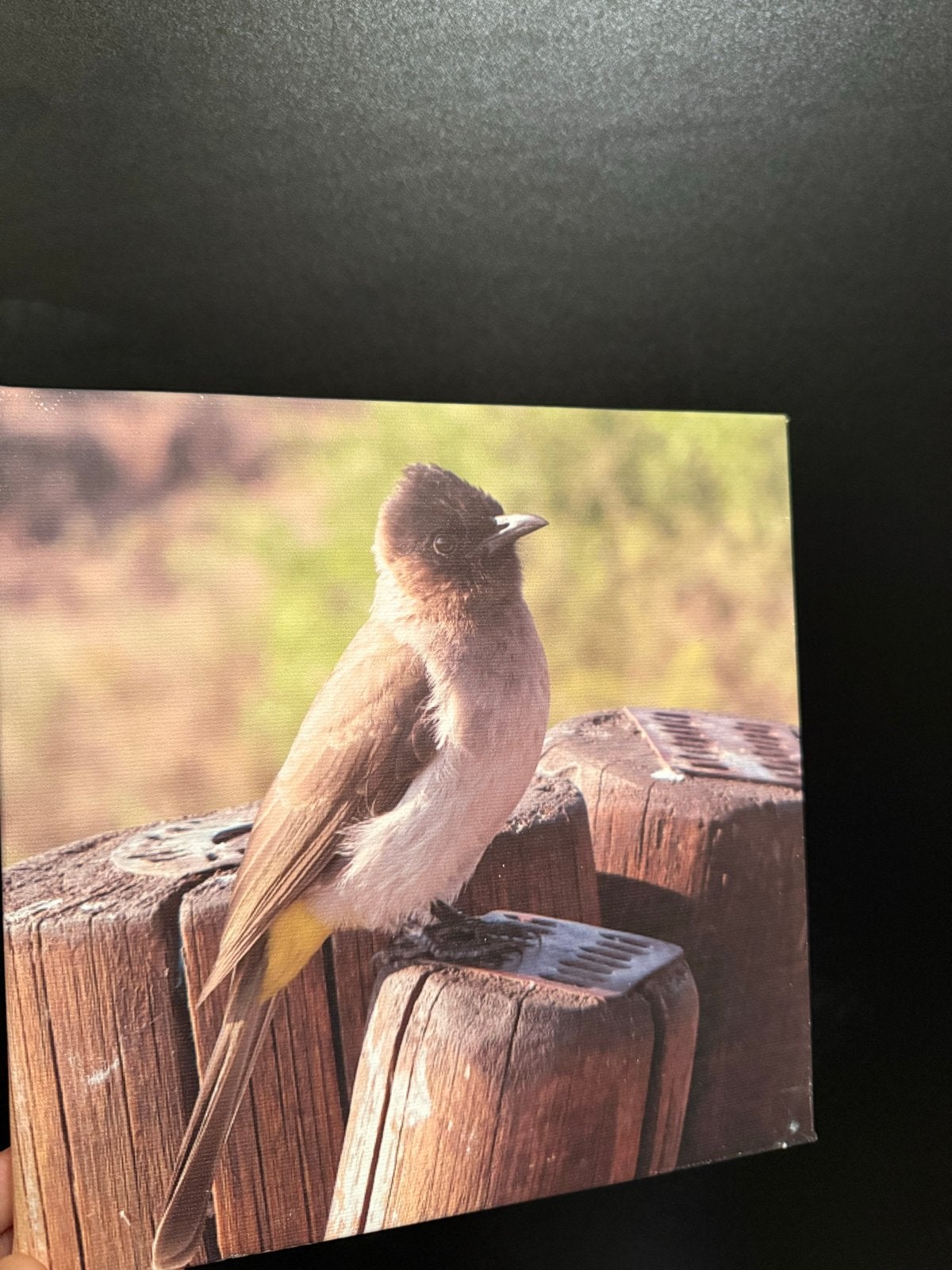 Set van 5 vogel canvas prints - Zo goed als nieuw, Huis en Inrichting, Minder dan 50 cm, Ophalen of Verzenden, 5 – 50, Print