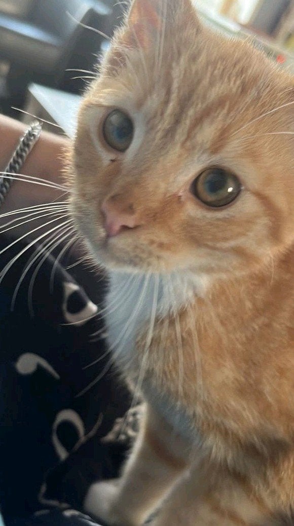 Lief en goed huisje gezocht voor Daisy., Kater, Kortharig, 3 tot 5 jaar