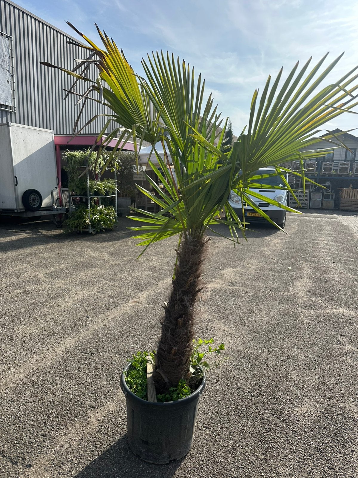 Trachycarpus palm, Tuin en Terras, Ophalen of Verzenden