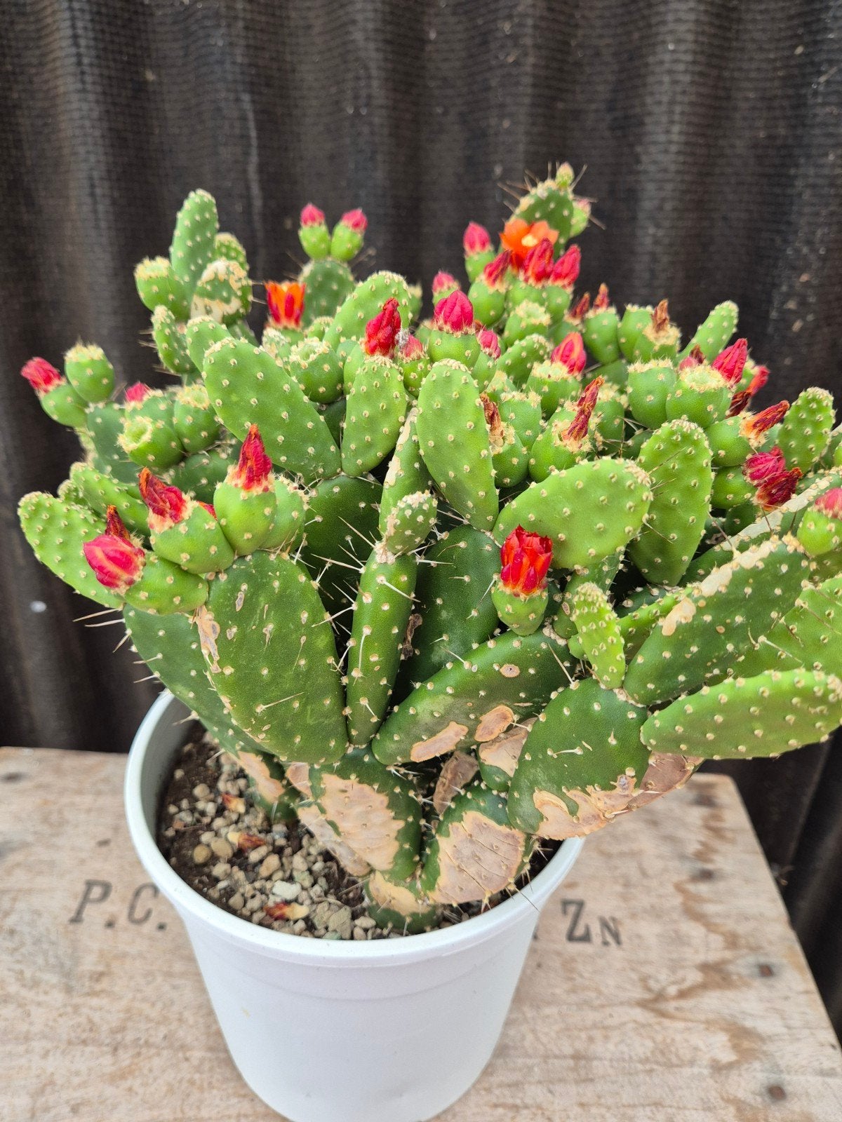 Opuntia Quitensis XXL p19 (1), Ophalen of Verzenden, Halfschaduw