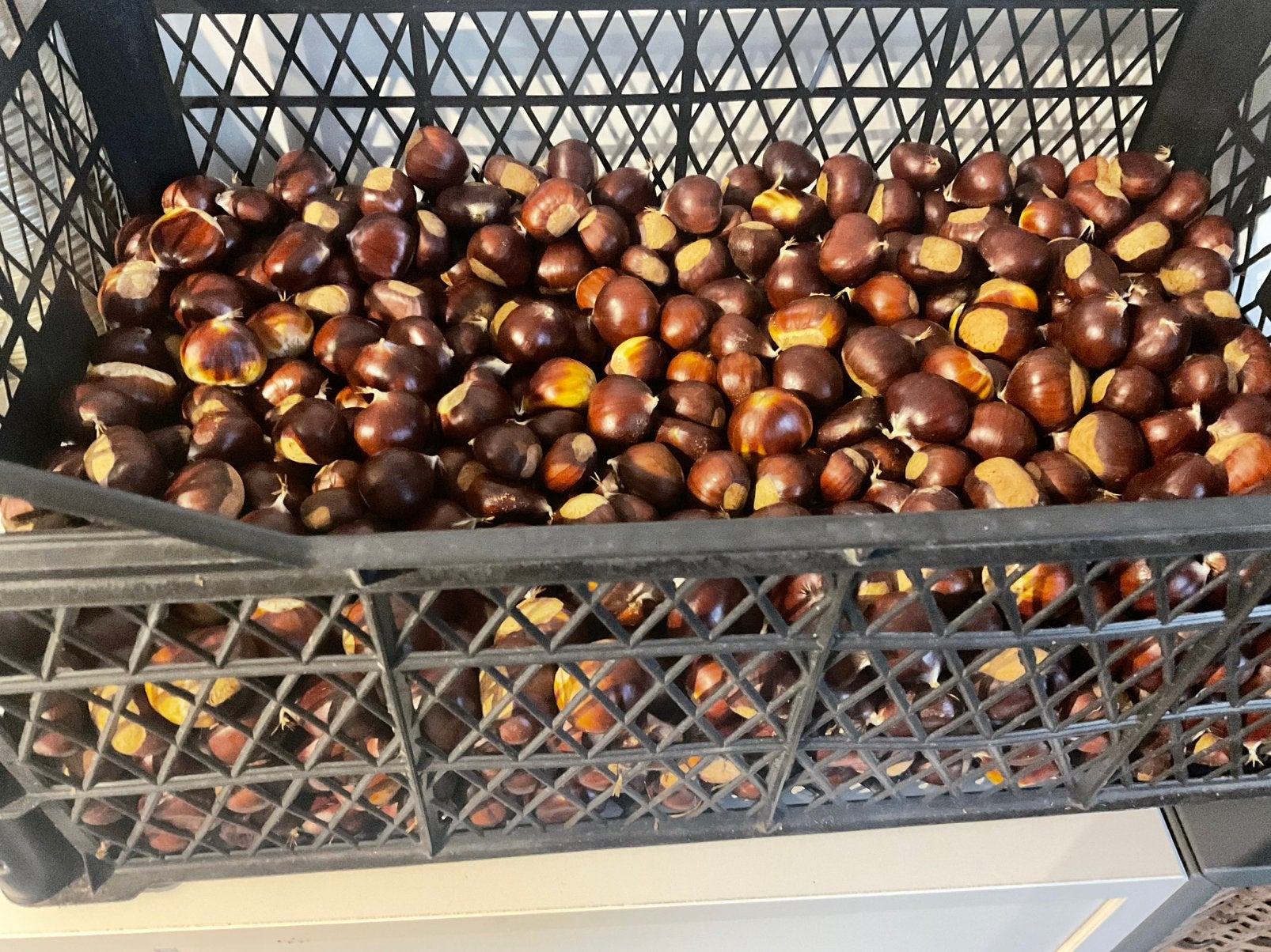 2 kilo Heerlijke verse tamme kastjanjes . NU 7€!, Ophalen of Verzenden