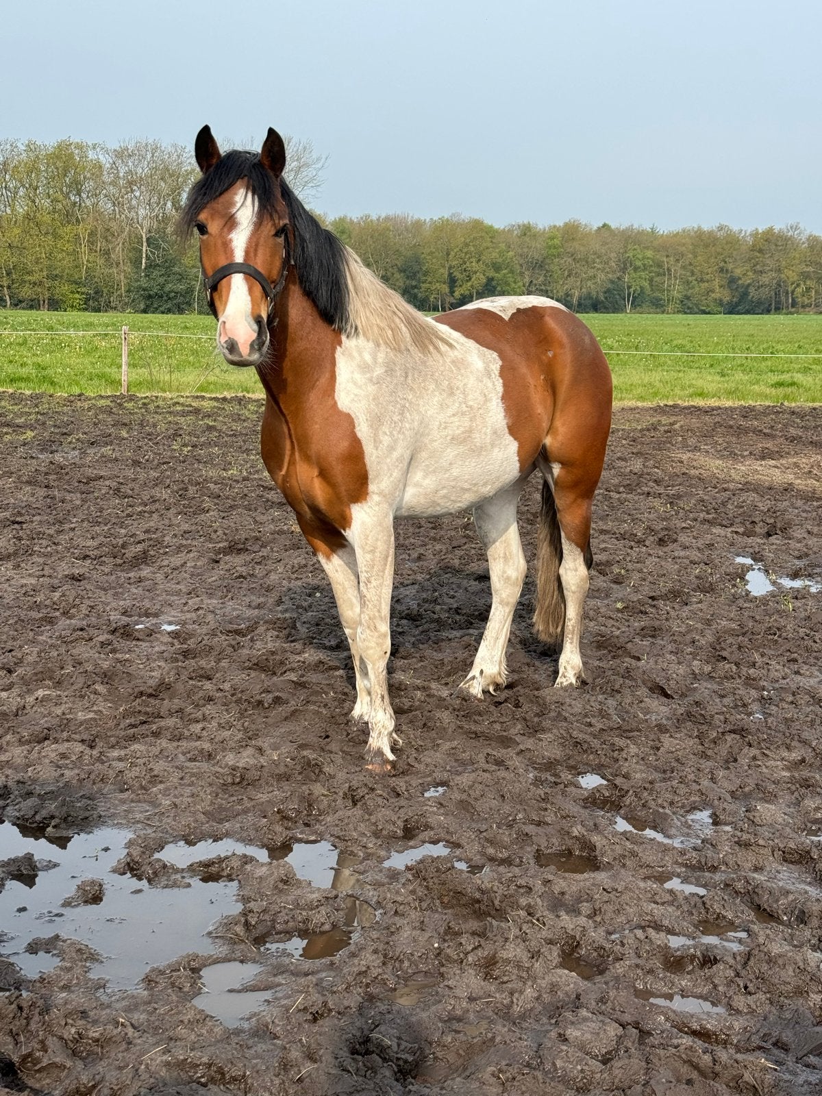 Lieve 7 jarige Ruin, Dieren en Toebehoren, Pony's, Gechipt, Ruin, 7 tot 10 jaar, Onbeleerd