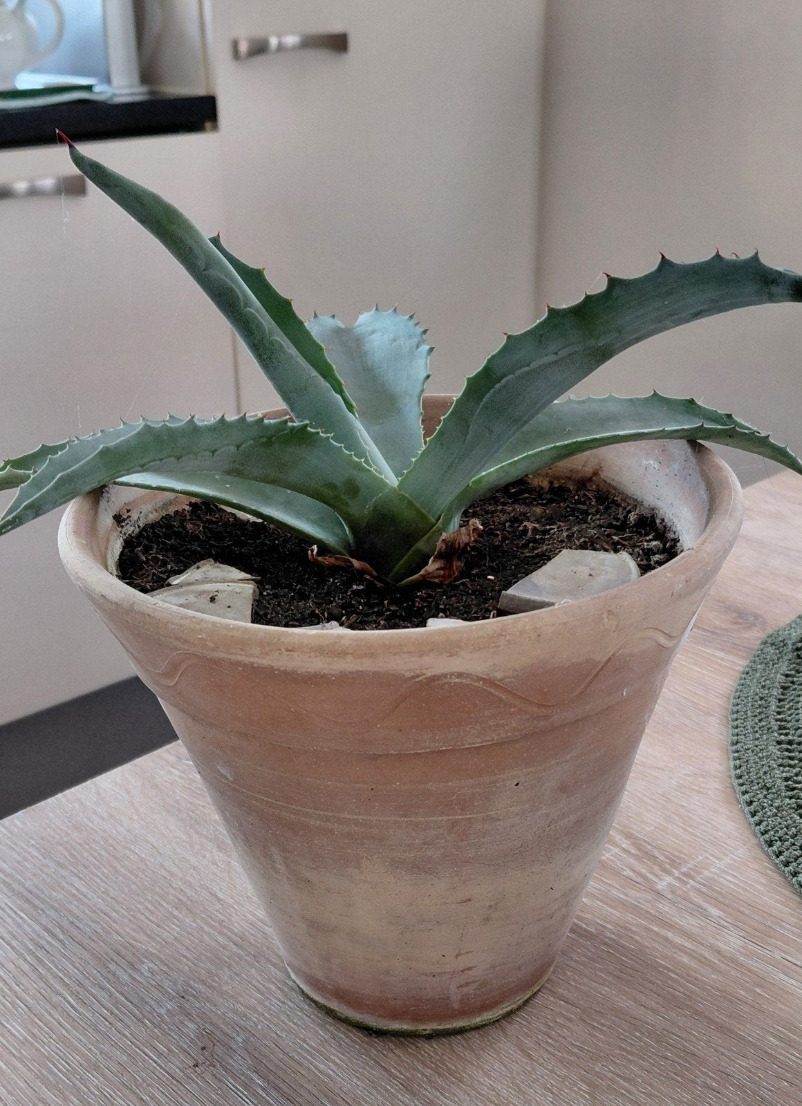 Tropische vetplant Agave Americana vaste plant 28x28 cm., Overige soorten, Volle zon, Vaste plant, Ophalen of Verzenden