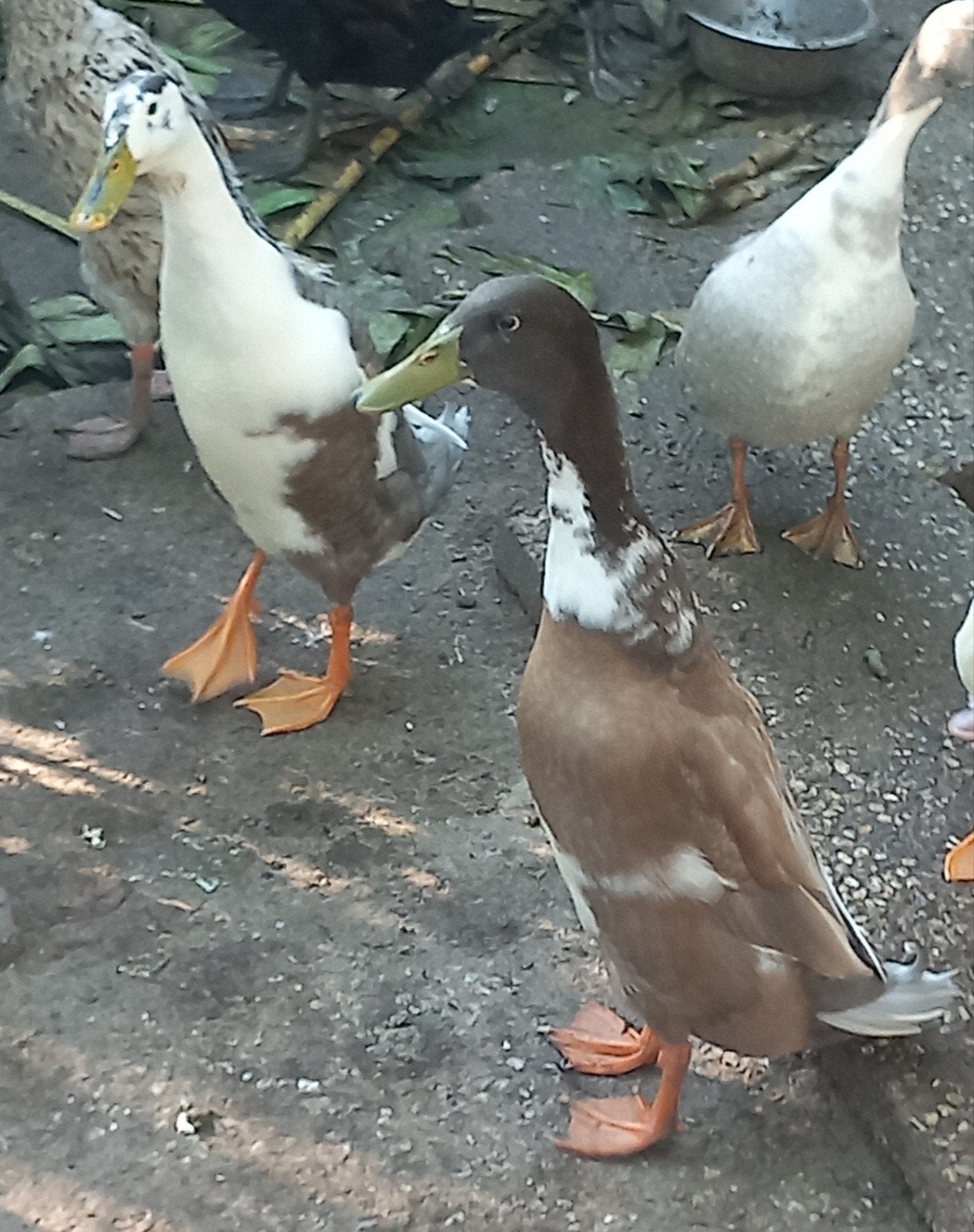 2 mannelijke Indische loopeenden van dit jaar, Dieren en Toebehoren, Pluimvee, Mannelijk, Eend