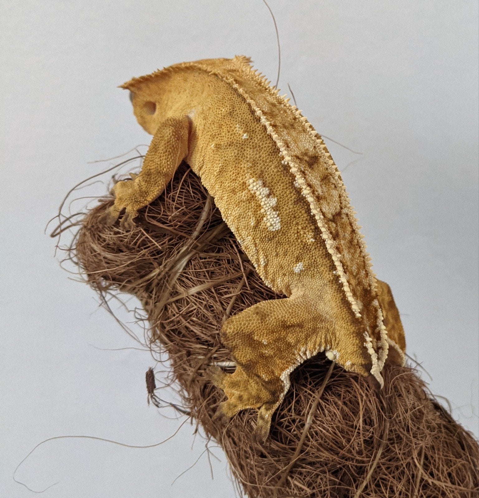 wimpergekko/crestedgecko/vrouw, Hagedis, 0 tot 2 jaar