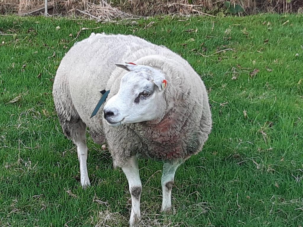 Texelaar stamboek dekrammen, Dieren en Toebehoren, Schapen, Geiten en Varkens, Mannelijk, Schaap, 3 tot 5 jaar