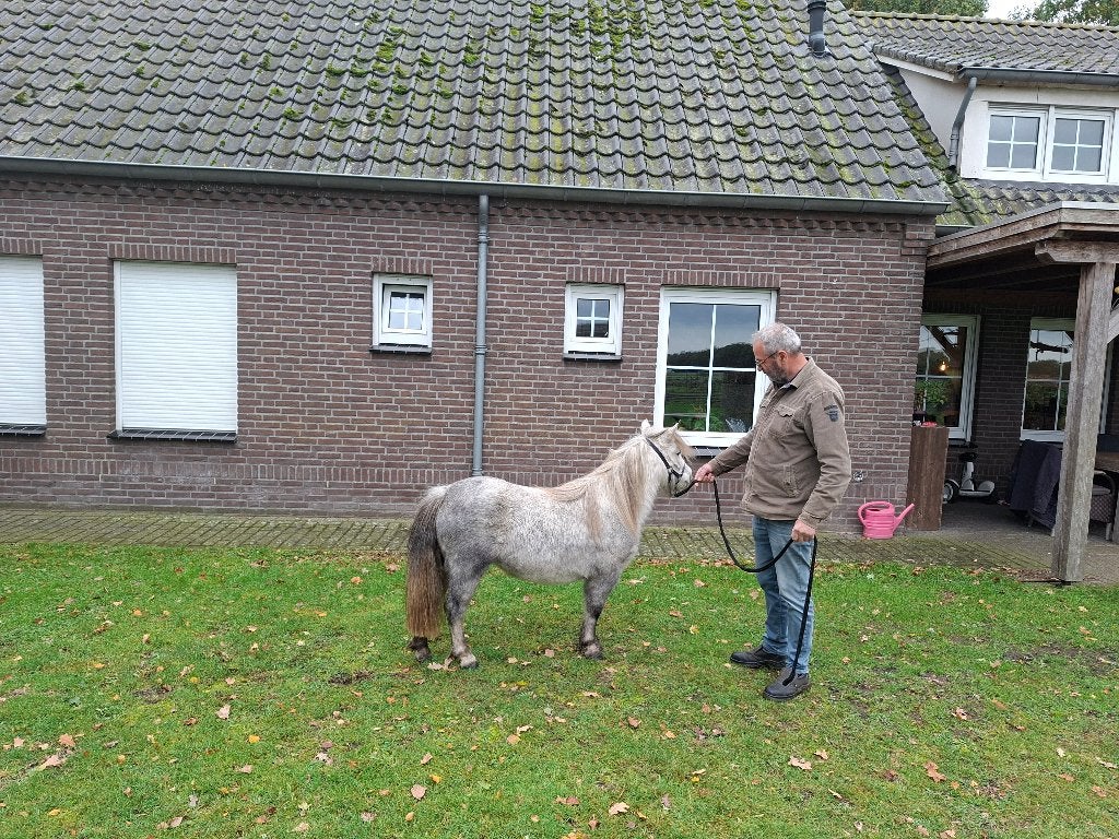 Prachtige kinderpony, Merrie, Niet van toepassing, A pony (tot 1.17m), 3 tot 6 jaar