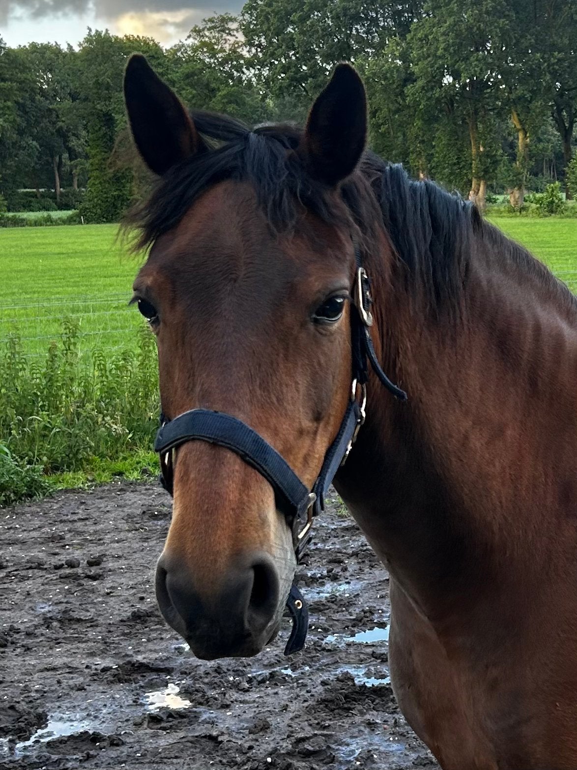 New forestpony, kinderpony,, Dieren en Toebehoren, Paarden, Merrie, Minder dan 160 cm, Met stamboom, B
