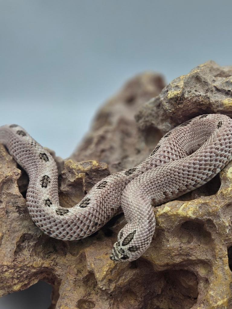 Haakneusslang Man Superarctic conda het lavender Hognose Snake - male for sale from De Jong