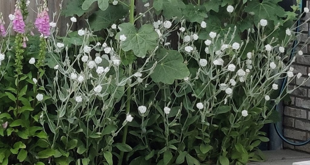 Zaden Prikneus (Silene coronaria) 2026, Tuin en Terras, Ophalen of Verzenden, Volle zon, Zaad