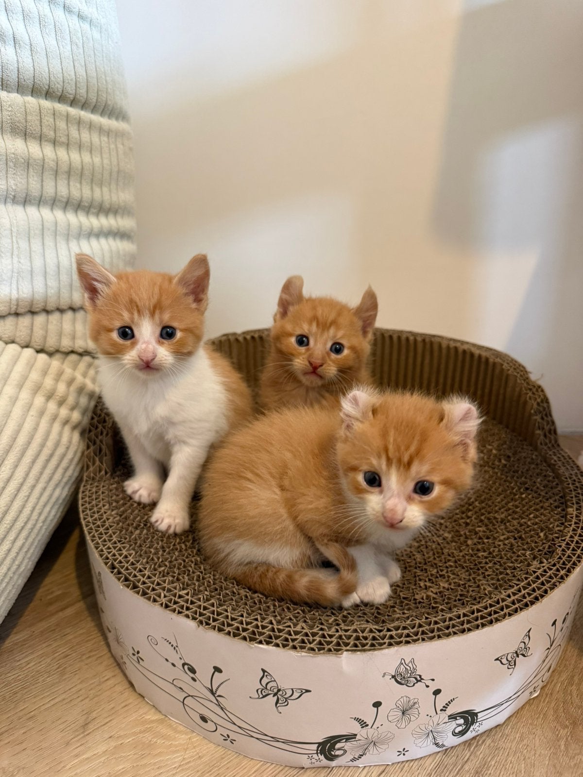 Kittens, Meerdere dieren