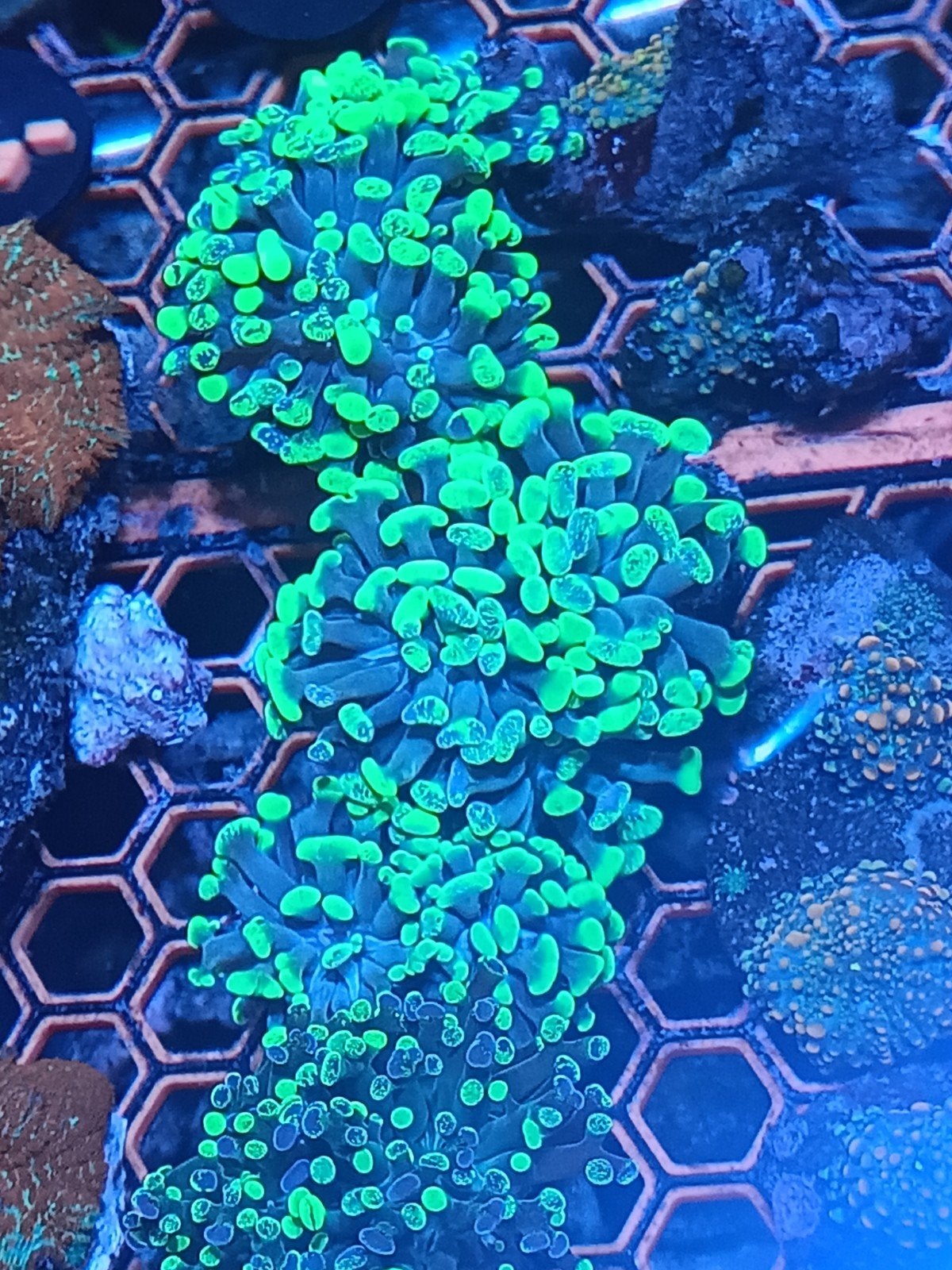 Green splatter hamer felgroen, Dieren en Toebehoren, Vissen | Aquariumvissen, Overige typen, Zoutwatervis