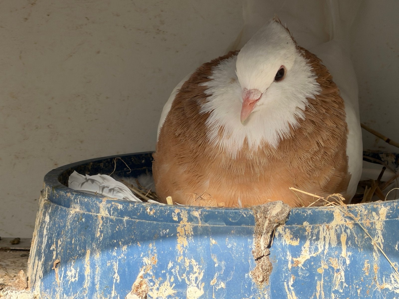 Hoogvlieger, Meerdere dieren, Geringd