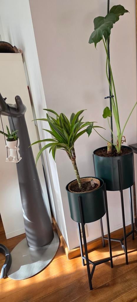 Plantenstandaard Te Koop, Ophalen