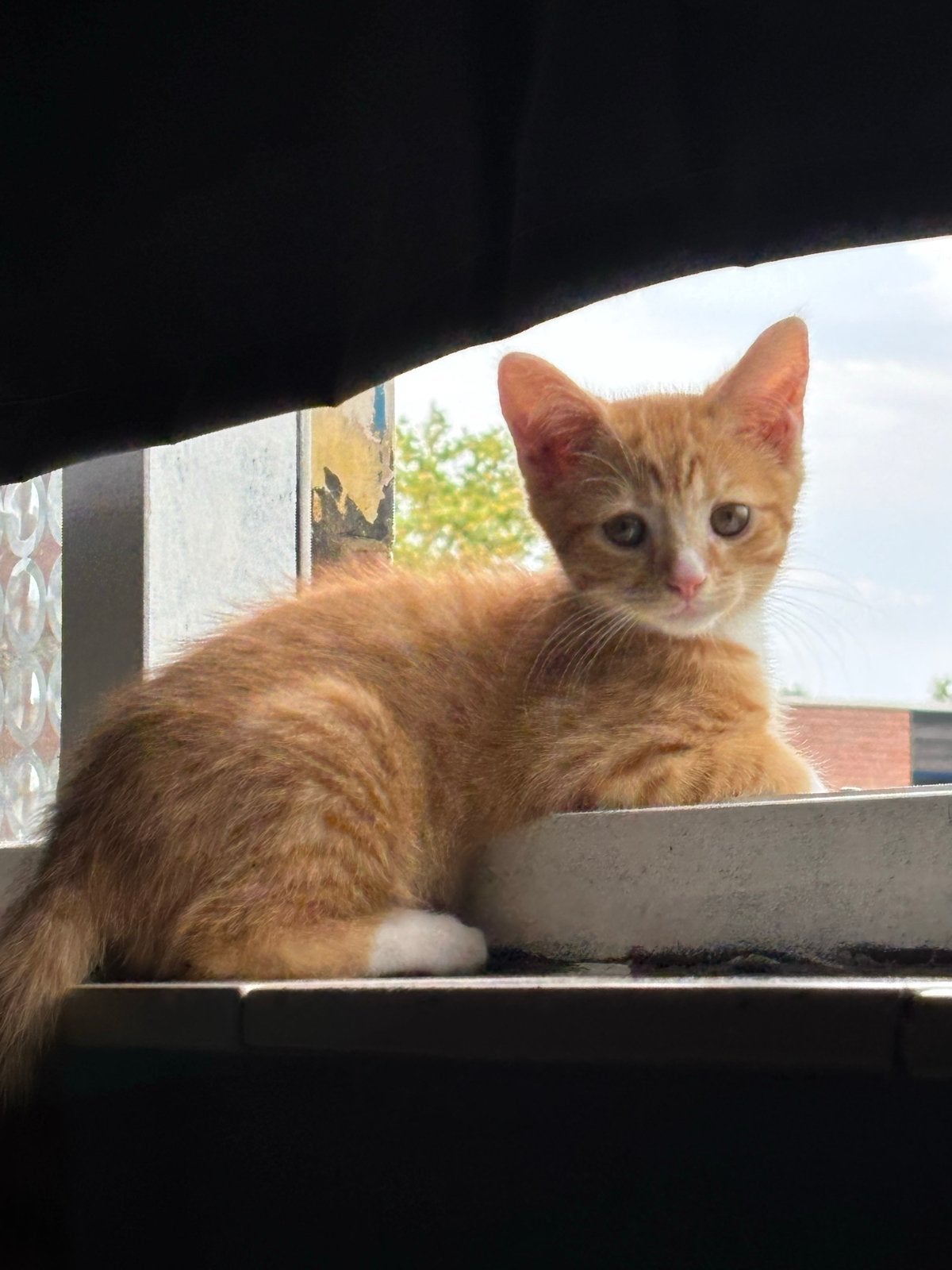 Kitten, Dieren en Toebehoren, Kater, Langharig, 0 tot 2 jaar