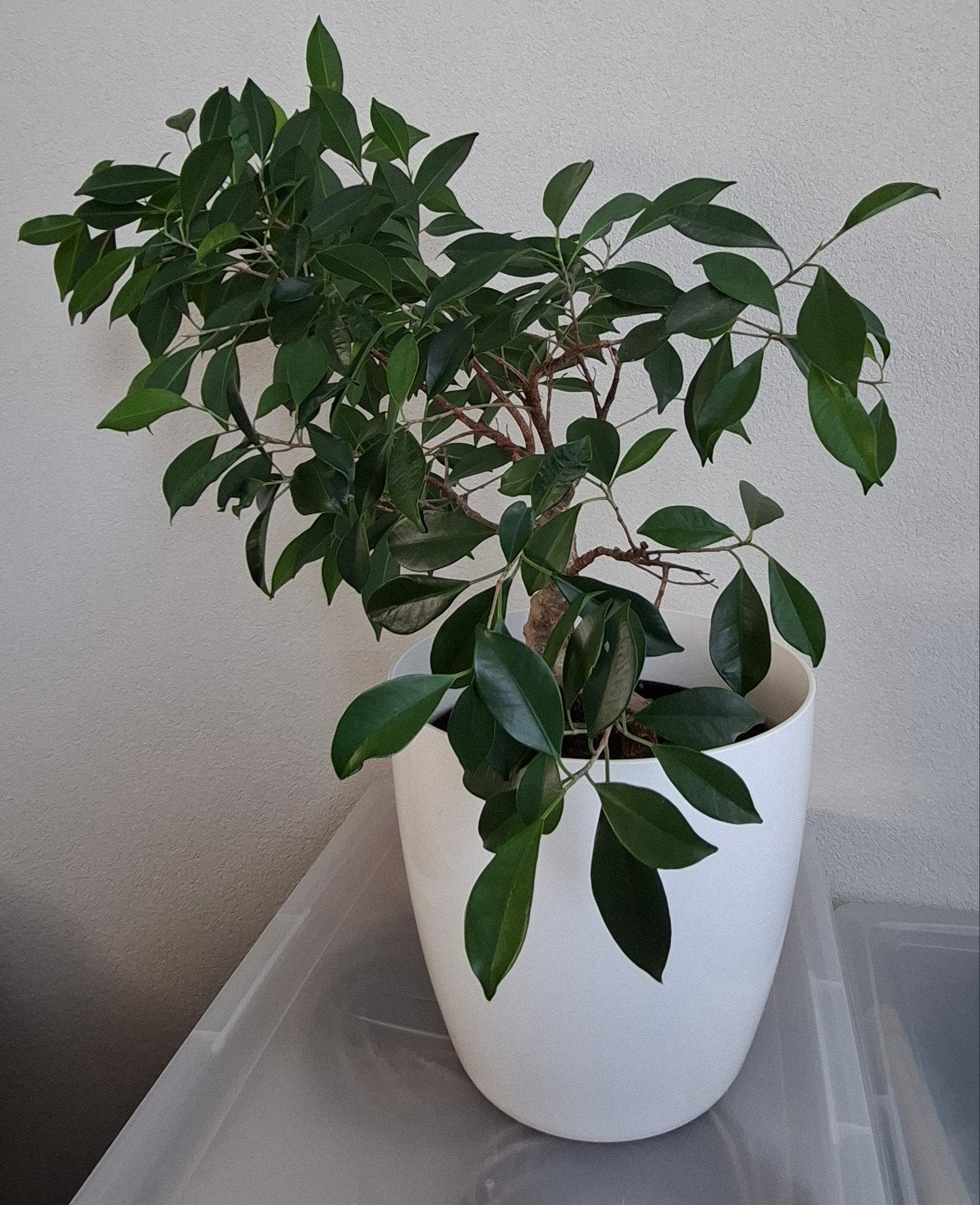 Mooie Ficus, Ophalen, Ficus, Halfschaduw, Minder dan 100 cm