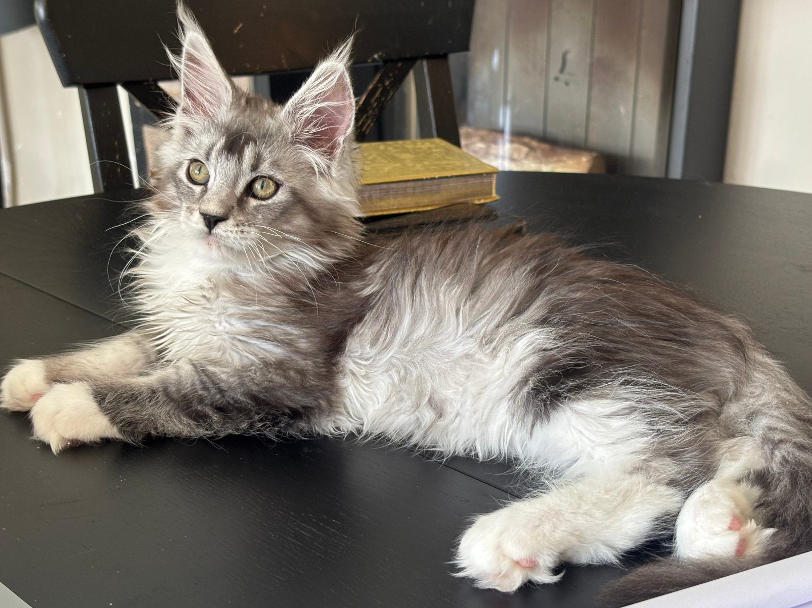 XXL Maine Coon Kittens Beschikbaar €1450 met stamboom, Meerdere dieren, Met stamboom