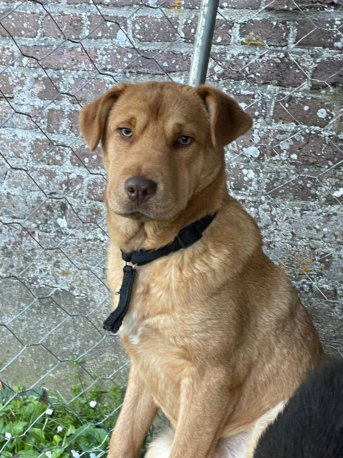 Zeer lieve en timide Orina (9 maanden) zoekt lief baasje, Dieren en Toebehoren, Honden | Retrievers, Spaniëls en Waterhonden, Particulier