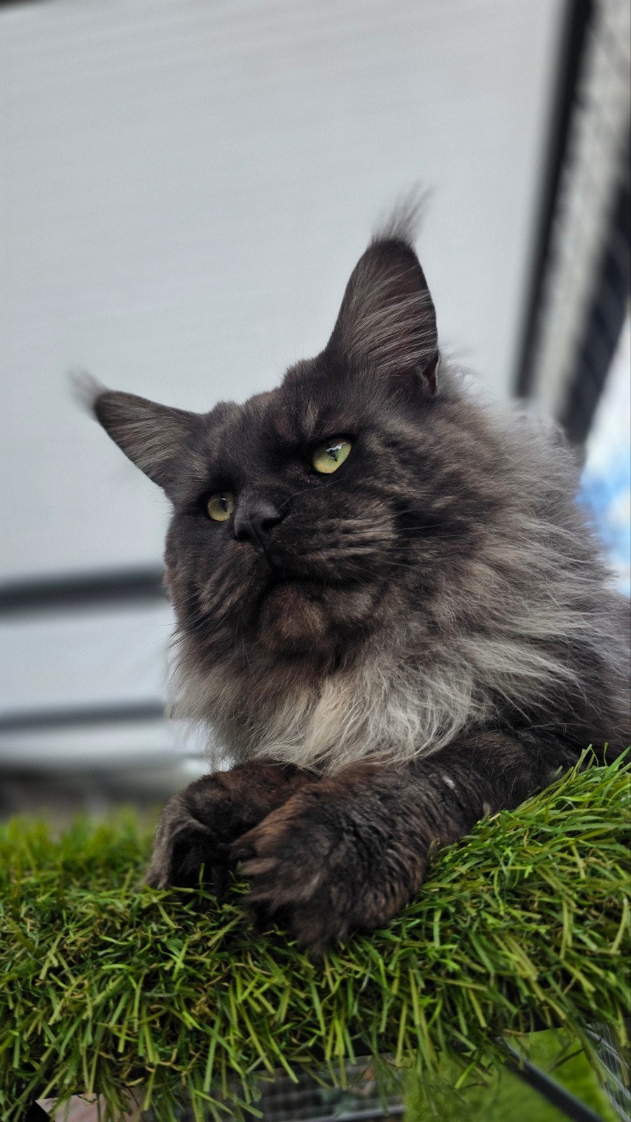 Bewezen Dekkater uit Rusland zie kittentekoop .nl, 0 tot 2 jaar