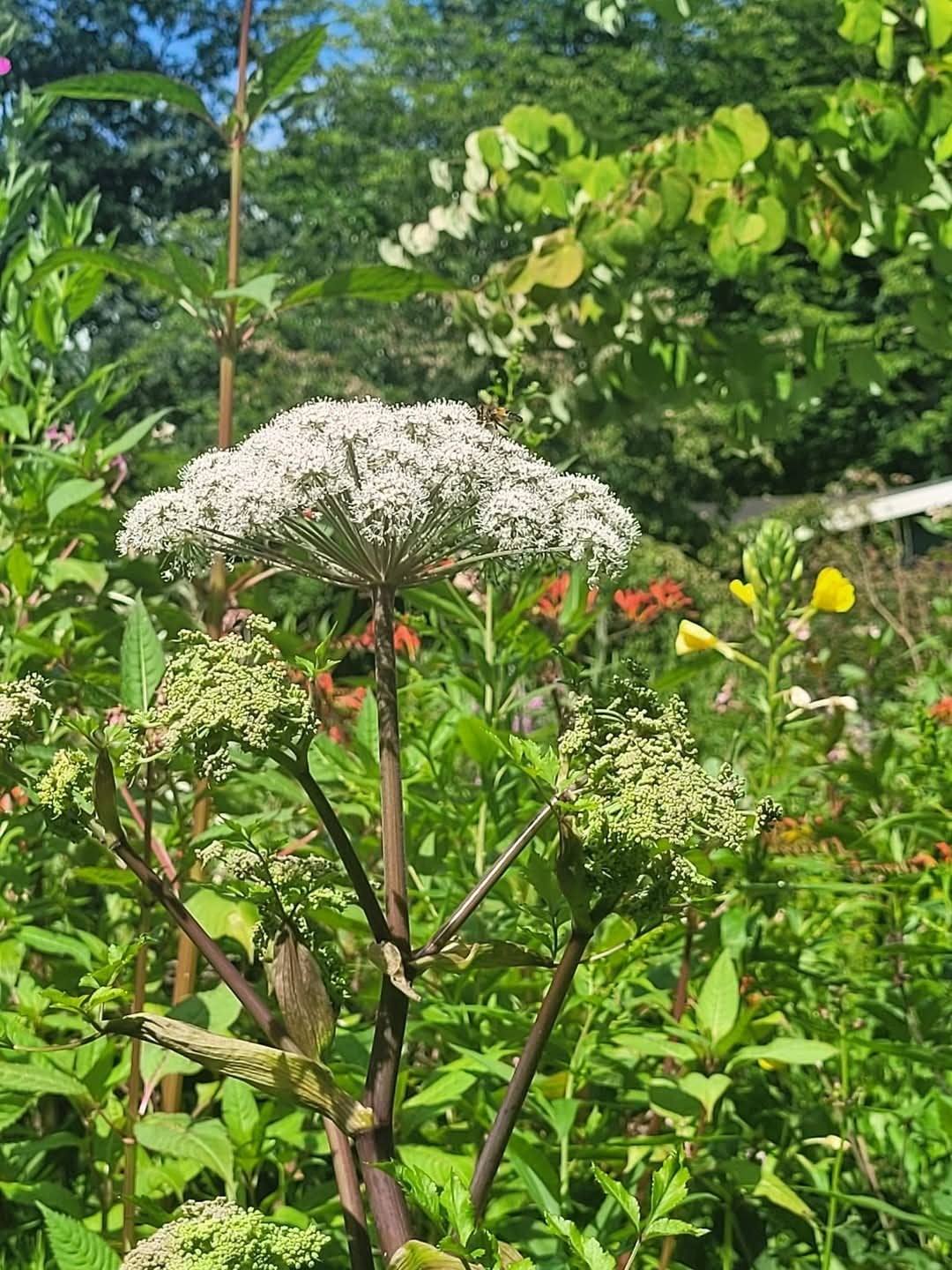 Prachtige Engelwortel planten - Eyecatcher voor uw tuin!, Tweejarig, Halfschaduw, Zomer, Ophalen