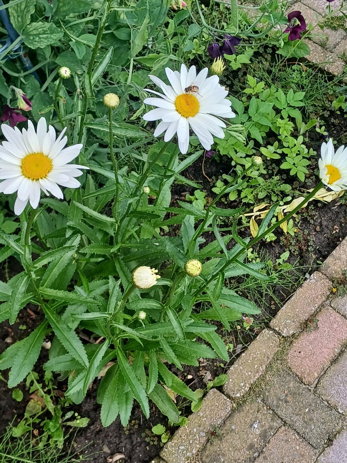 Margriet, Ophalen of Verzenden, Gehele jaar, Volle zon, Zaad