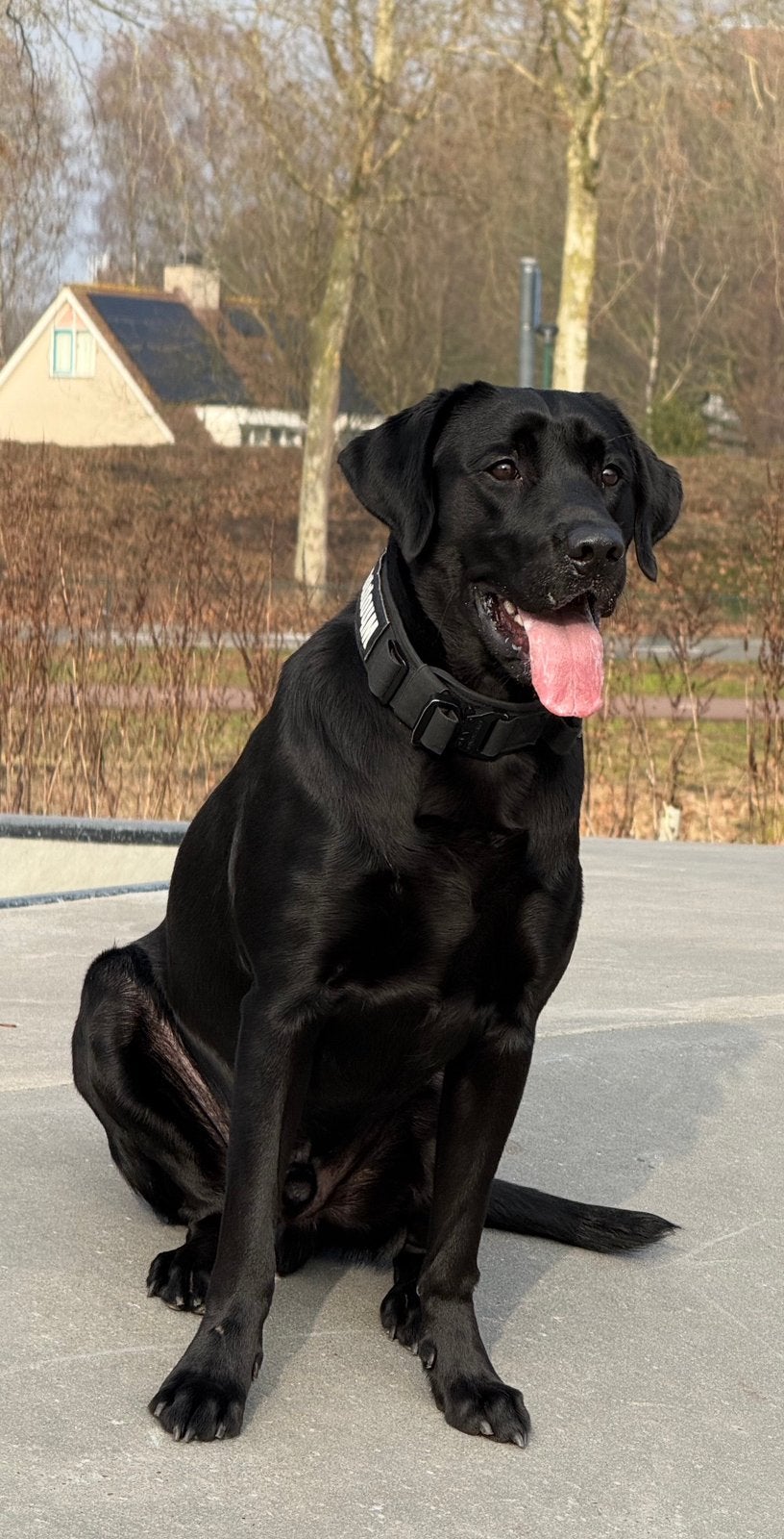 Prachtige jonge Fieldtrail Labrador met uitstekende stamboom, Reu, 1 tot 2 jaar, Labrador retriever, Parvo