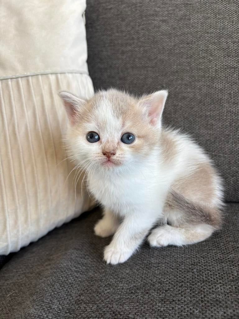 Britse korthaar poes, Dieren en Toebehoren, Poes, Ontwormd