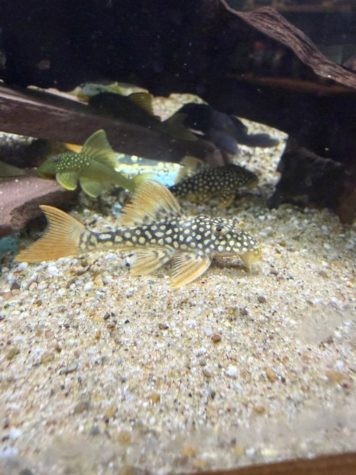 L014 Scobiancistrus Aureatus - sunshine pleco, Dieren en Toebehoren, Vissen | Aquariumvissen, Vis, Zoetwatervis