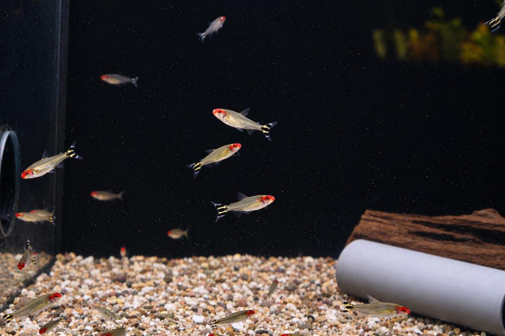roodkopzalm superactie 10 voor 15 euro, Dieren en Toebehoren, Vissen | Aquariumvissen, Vis, Zoetwatervis, Schoolvis