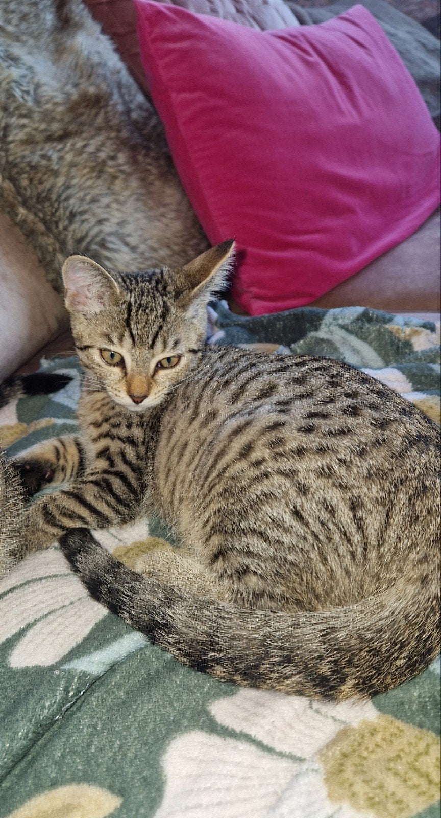 Britse Korthaar Tabby Kittens,gechipt en 2 kr gevaccineerd, Dieren en Toebehoren, Poes, Kortharig, 0 tot 2 jaar